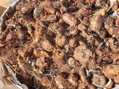 Shredded Motors (Meatballs)